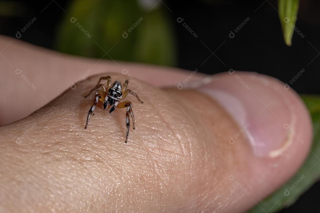 Aranha saltadora do gênero Psecas