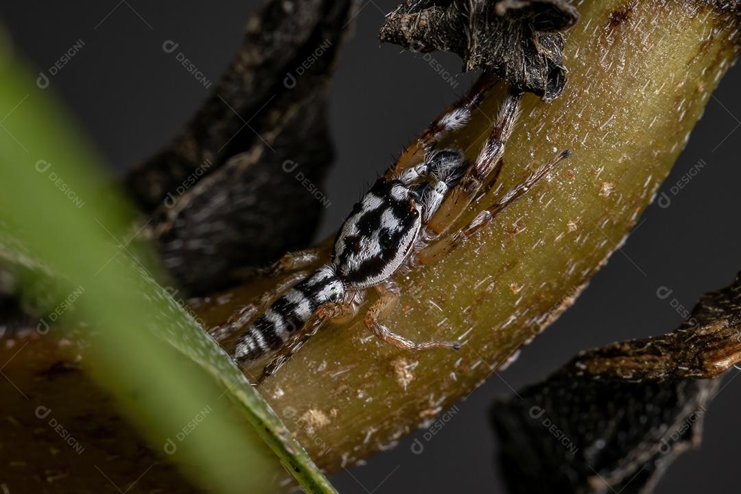 Aranha saltadora do gênero Psecas