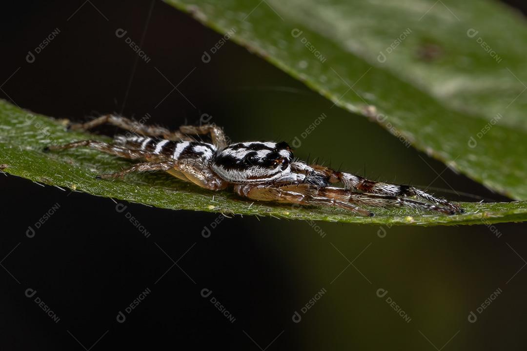 Aranha saltadora do gênero Psecas