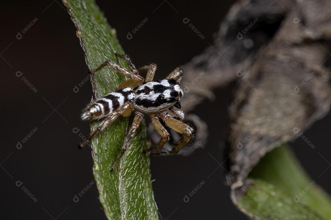 Aranha saltadora do gênero Psecas