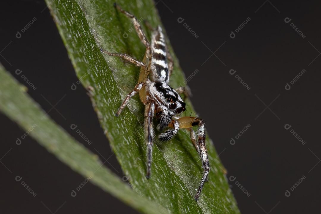 Aranha saltadora do gênero Psecas