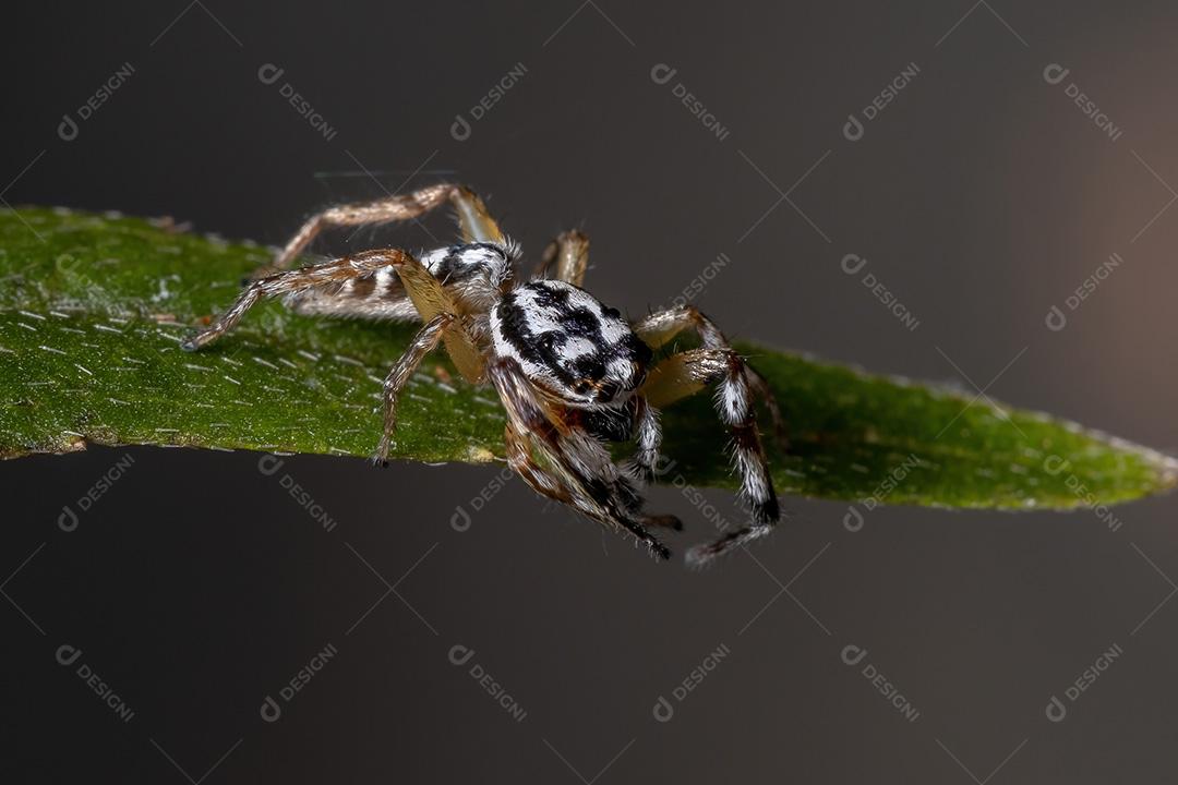 Aranha saltadora do gênero Psecas