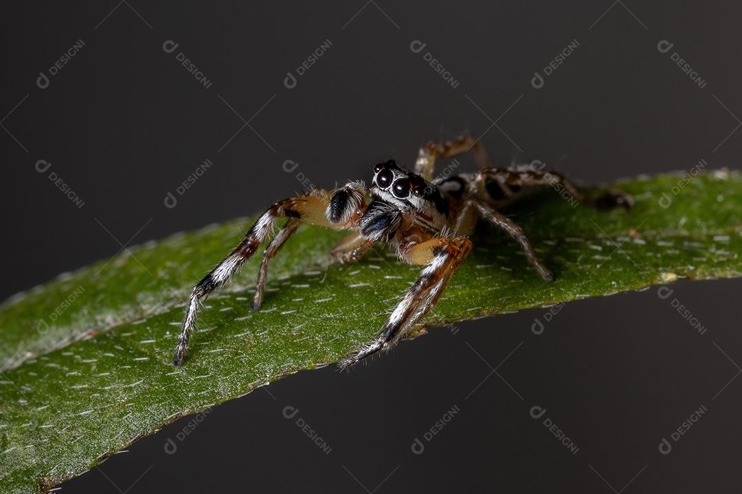 Aranha saltadora do gênero Psecas