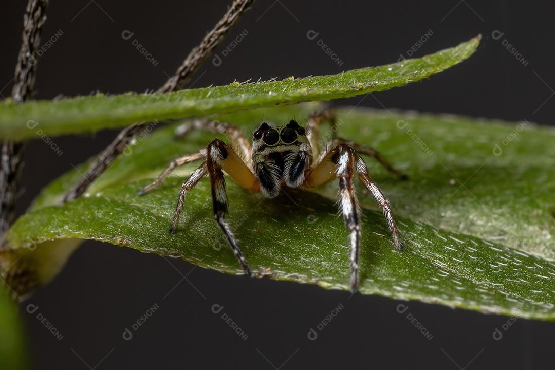 Aranha saltadora do gênero Psecas