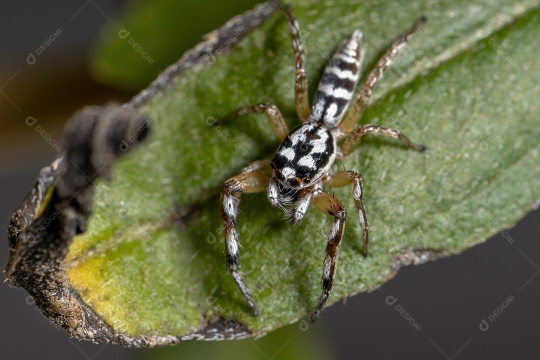 Aranha saltadora do gênero Psecas