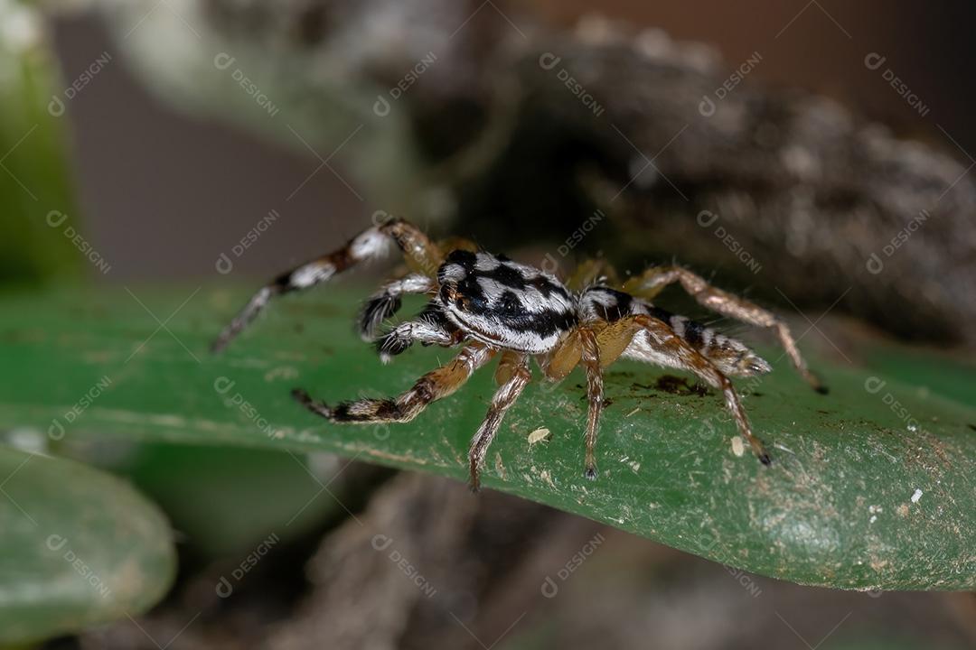 Aranha saltadora do gênero Psecas