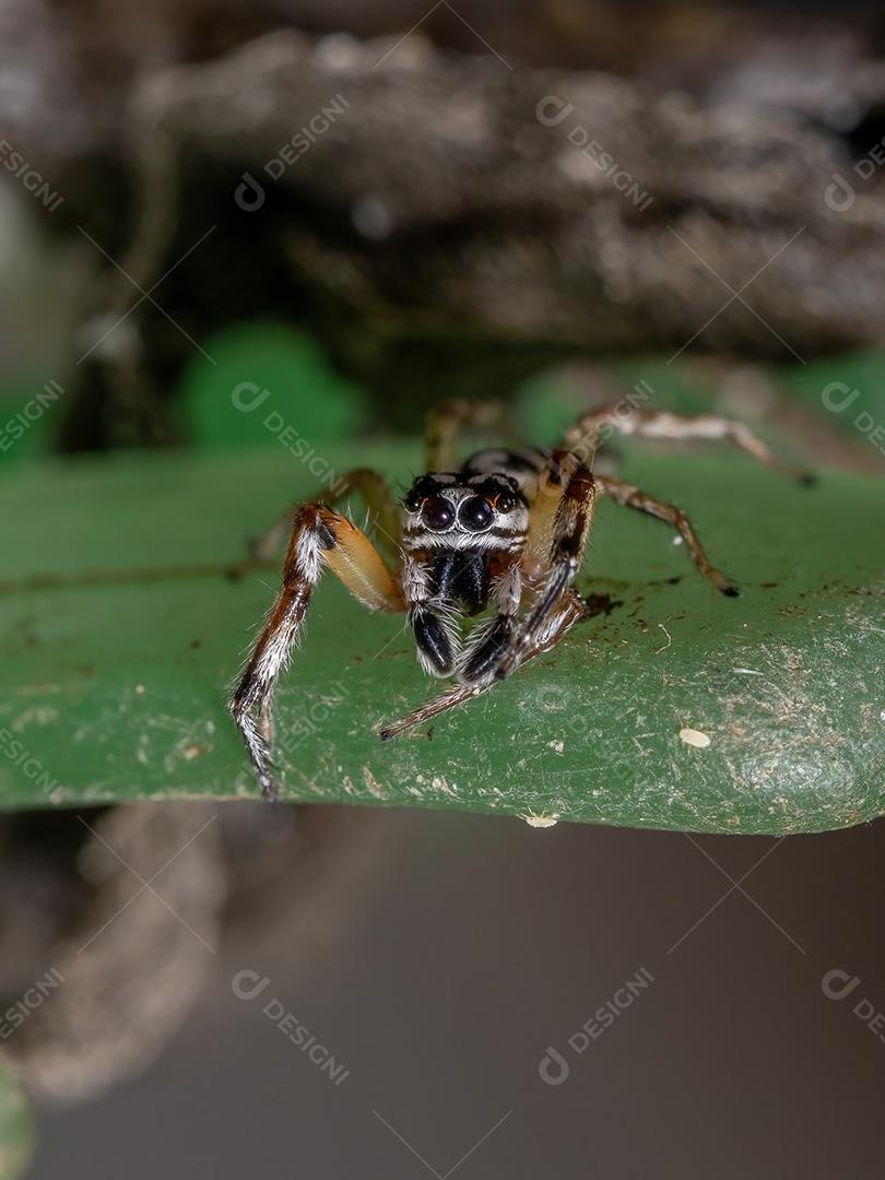 Aranha saltadora do gênero Psecas