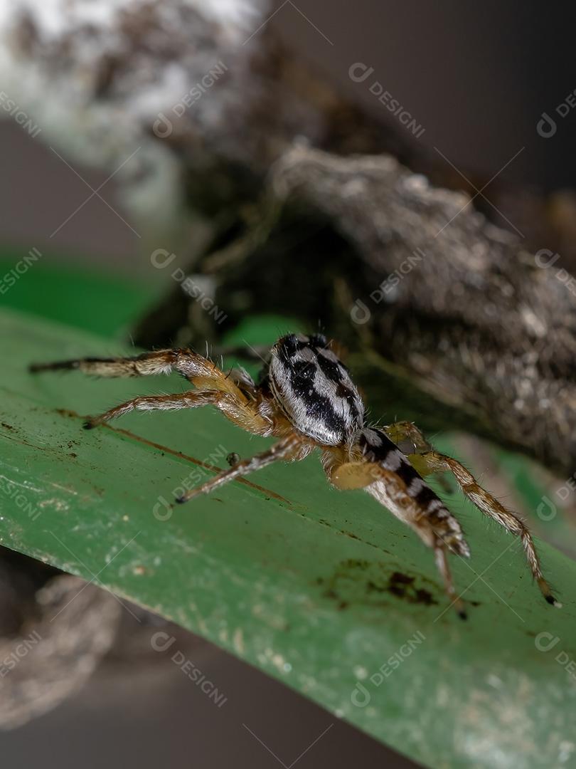 Aranha saltadora do gênero Psecas