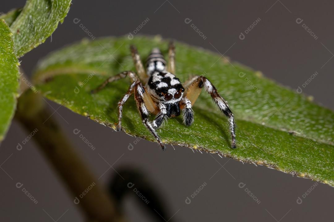 Aranha saltadora do gênero Psecas