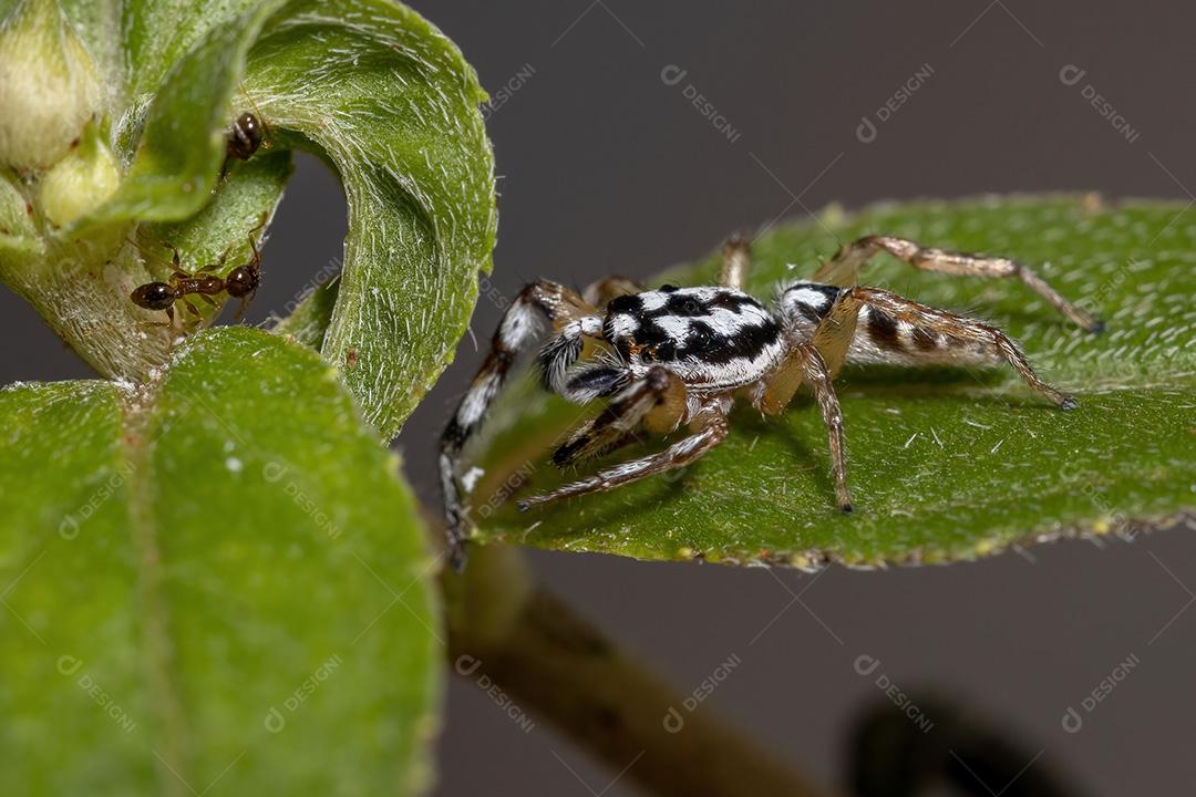 Aranha saltadora do gênero Psecas