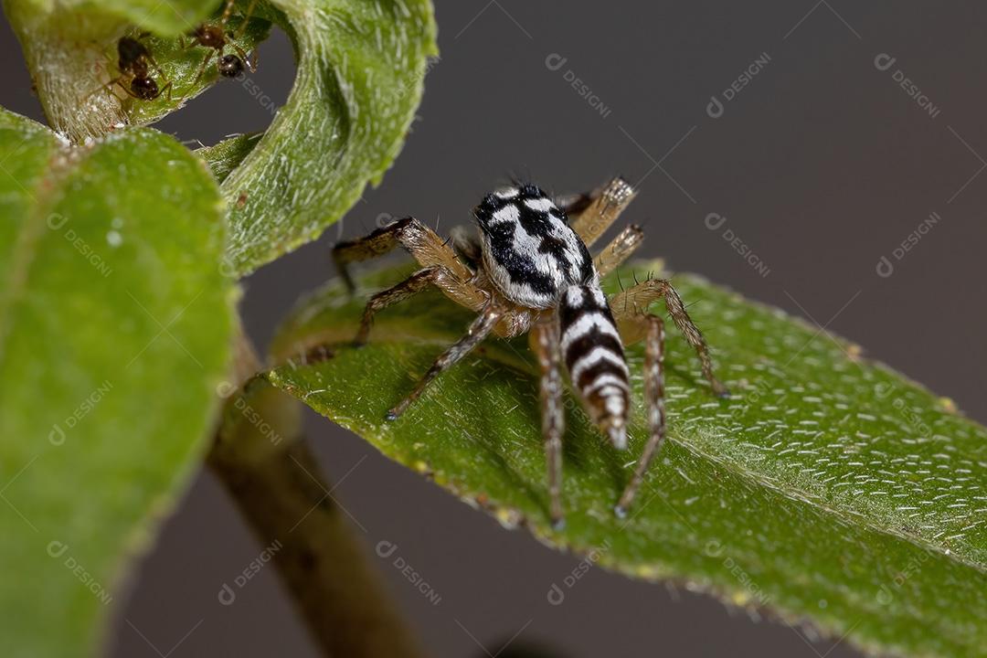 Aranha saltadora do gênero Psecas