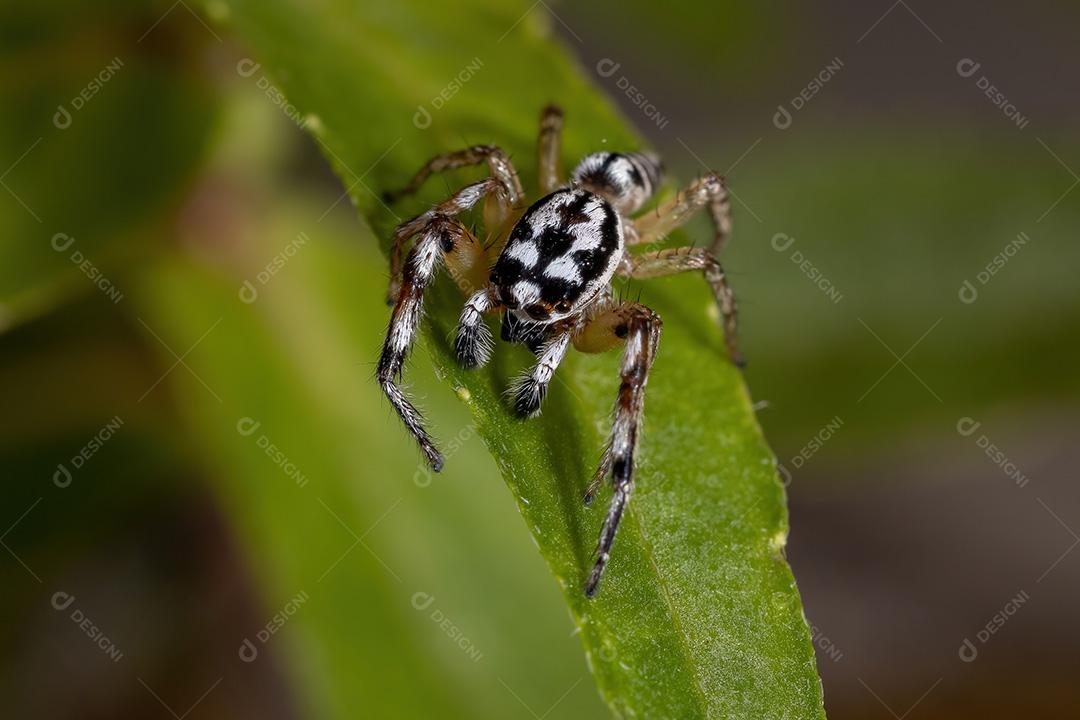 Aranha saltadora do gênero Psecas