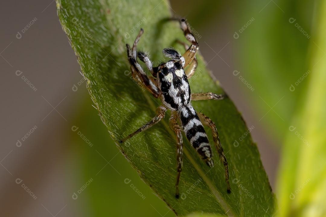 Aranha saltadora do gênero Psecas