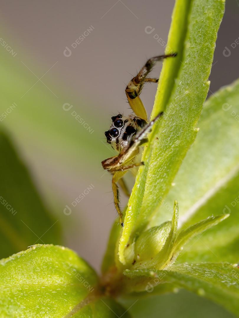 Aranha saltadora do gênero Psecas