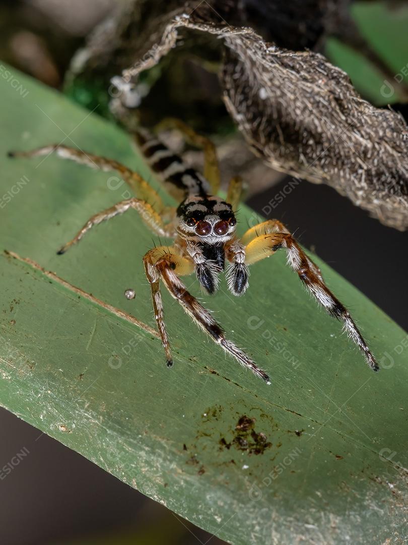 Aranha saltadora do gênero Psecas
