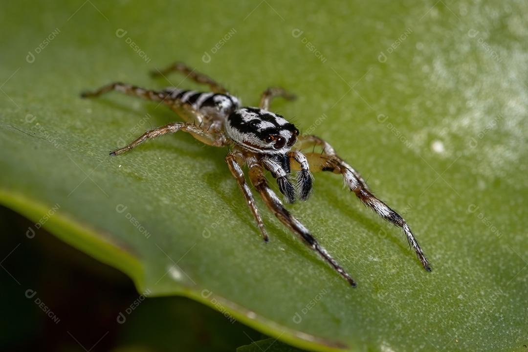 Aranha saltadora do gênero Psecas