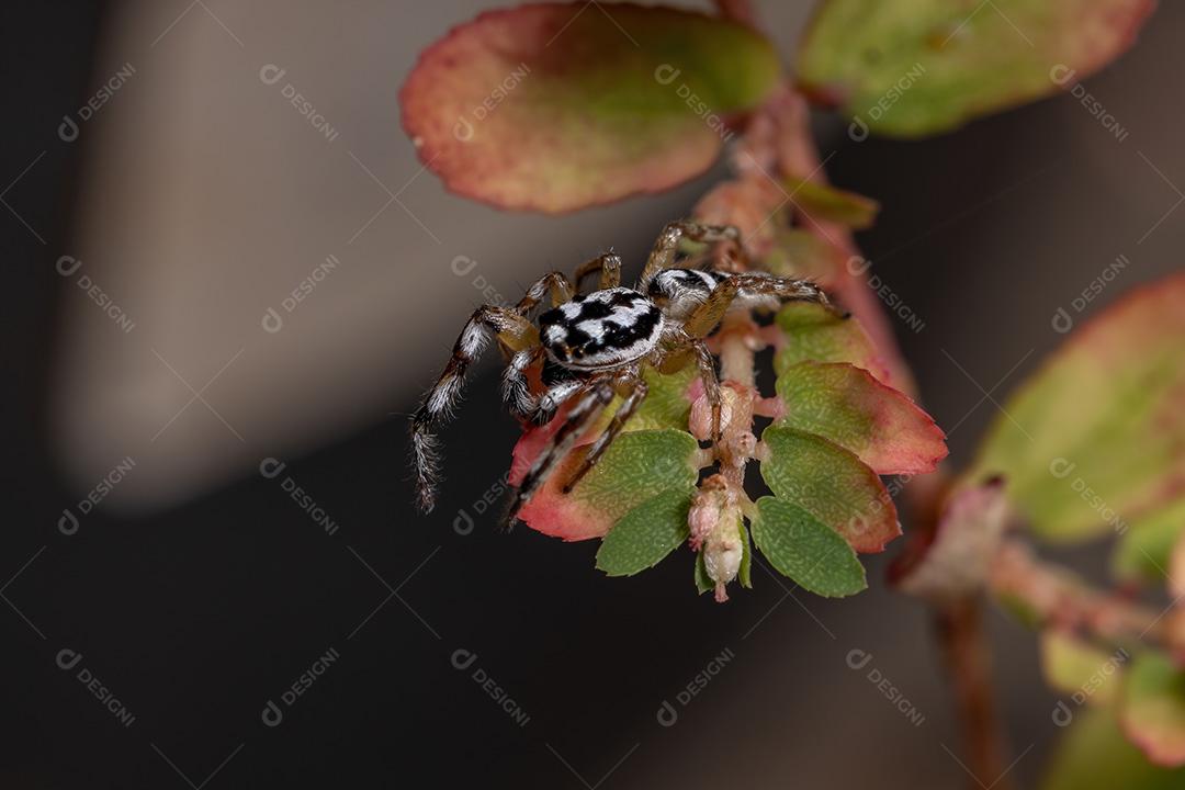 Aranha saltadora do gênero Psecas