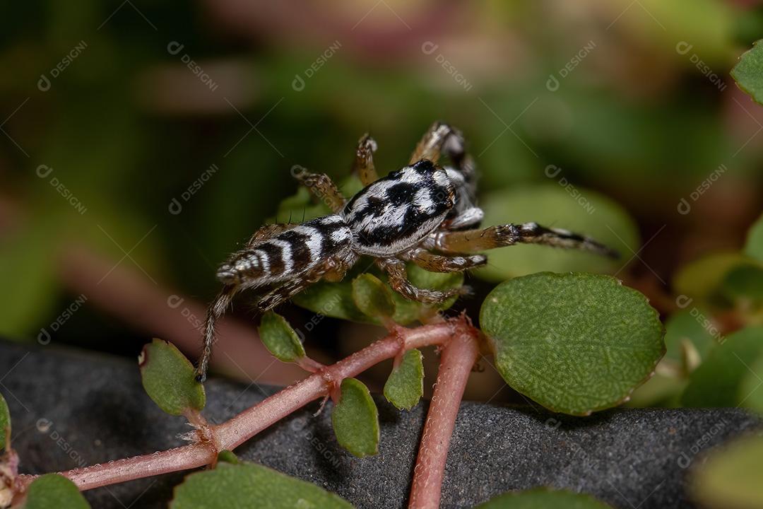 Aranha saltadora do gênero Psecas