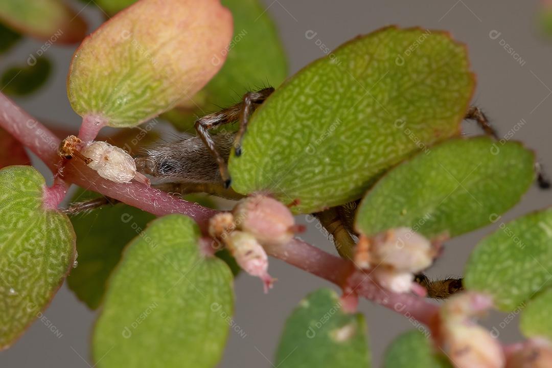 Aranha saltadora do gênero Psecas