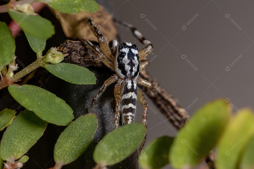 Aranha saltadora do gênero Psecas