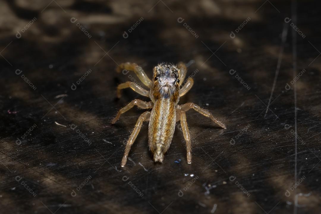 Aranha saltadora do gênero Psecas
