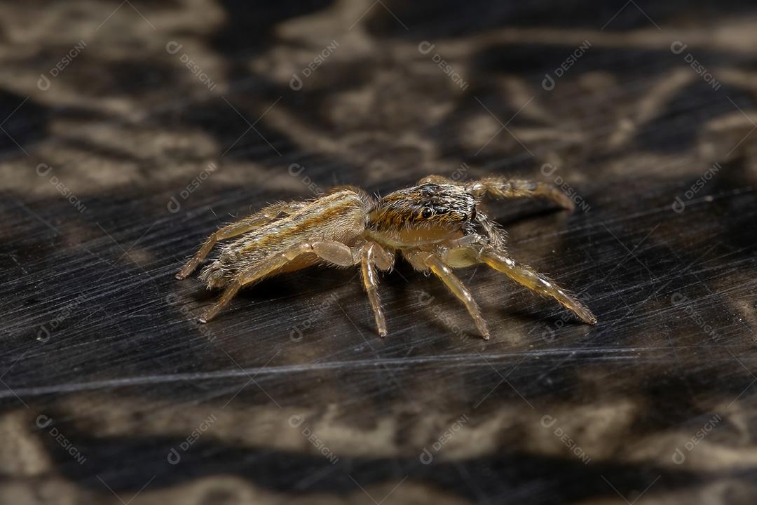 Aranha saltadora do gênero Psecas