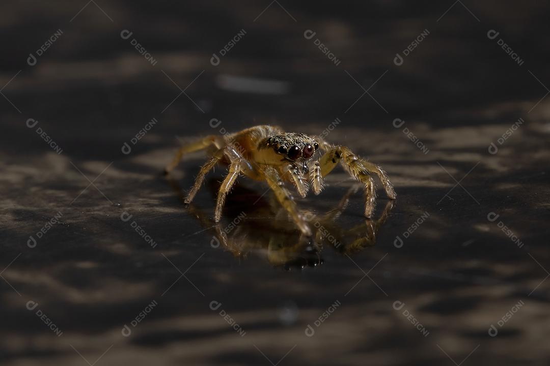 Aranha saltadora do gênero Psecas