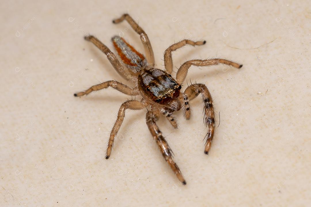Pequena aranha saltadora do gênero Psecas