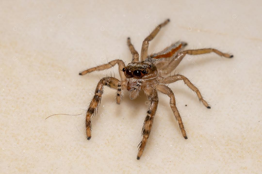 Pequena aranha saltadora do gênero Psecas