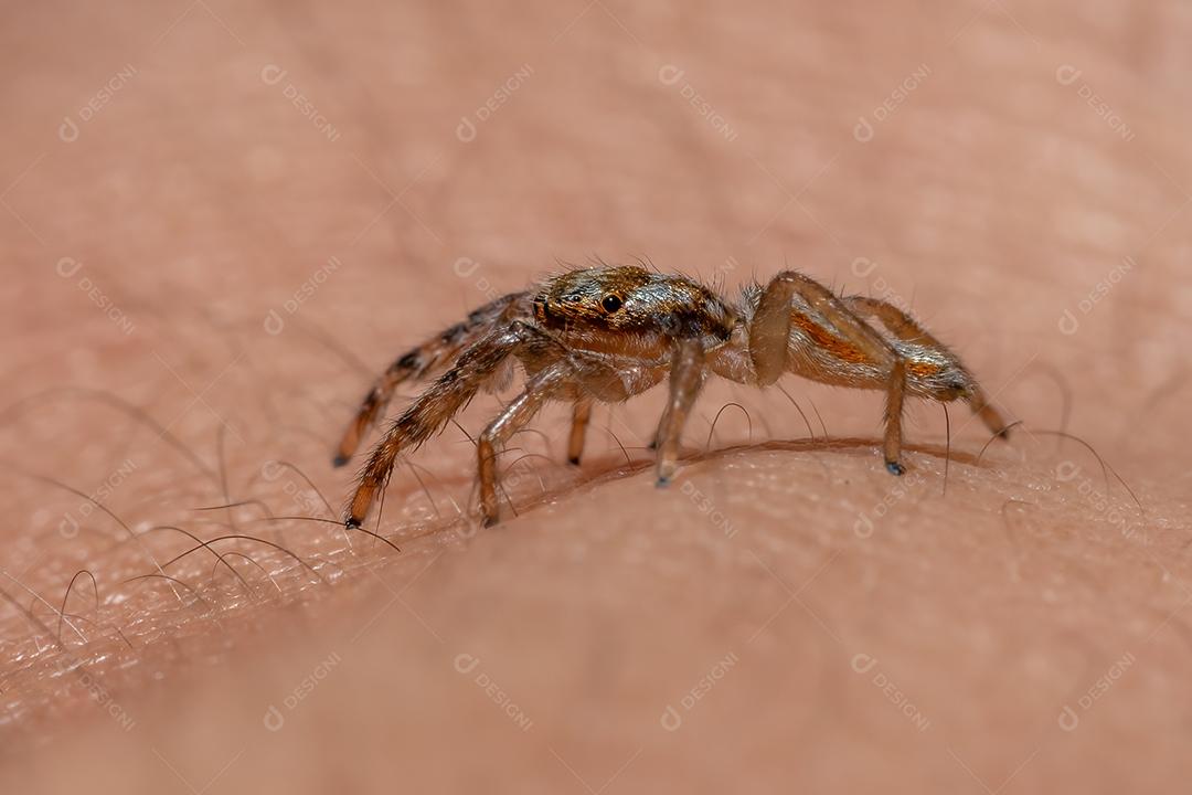 Pequena aranha saltadora do gênero Psecas