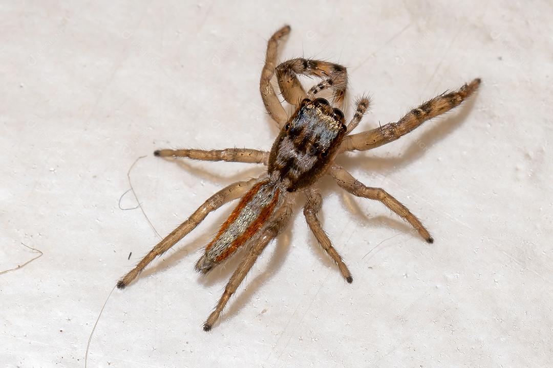 Pequena aranha saltadora do gênero Psecas