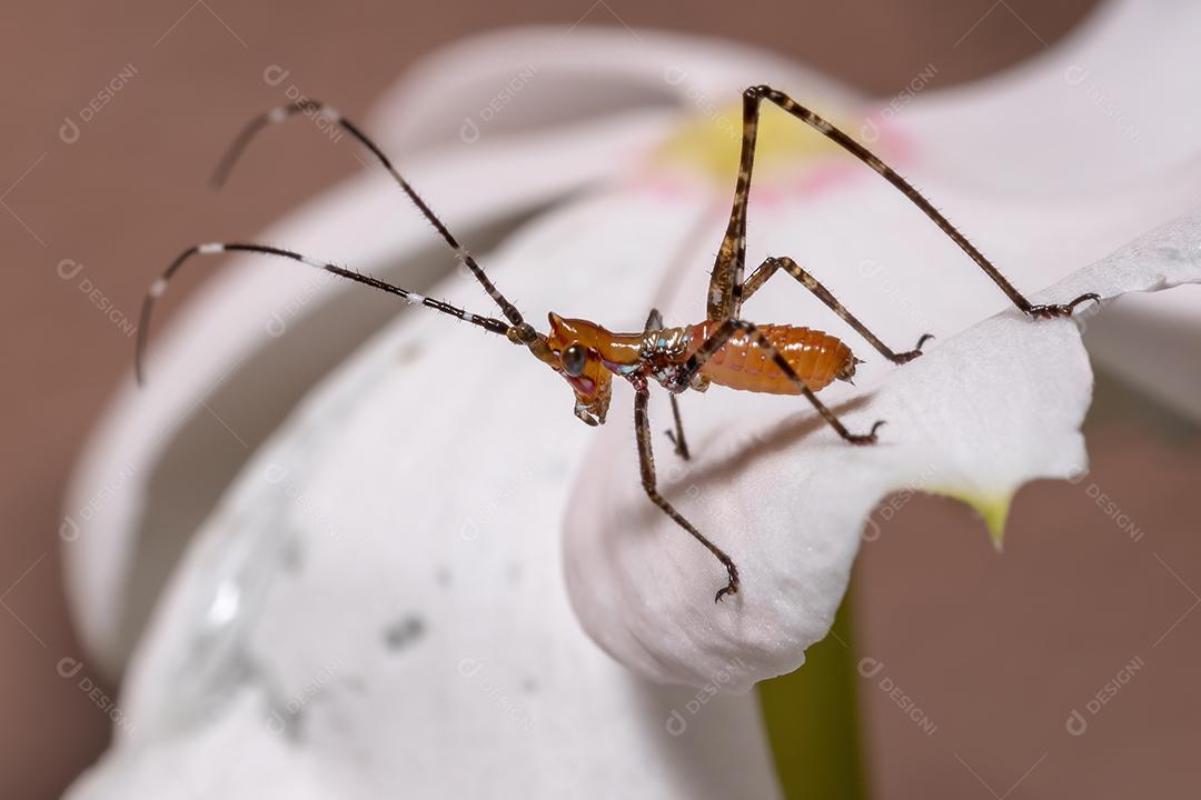 Folha Katydid Ninfa da Subfamília Phaneropterinae