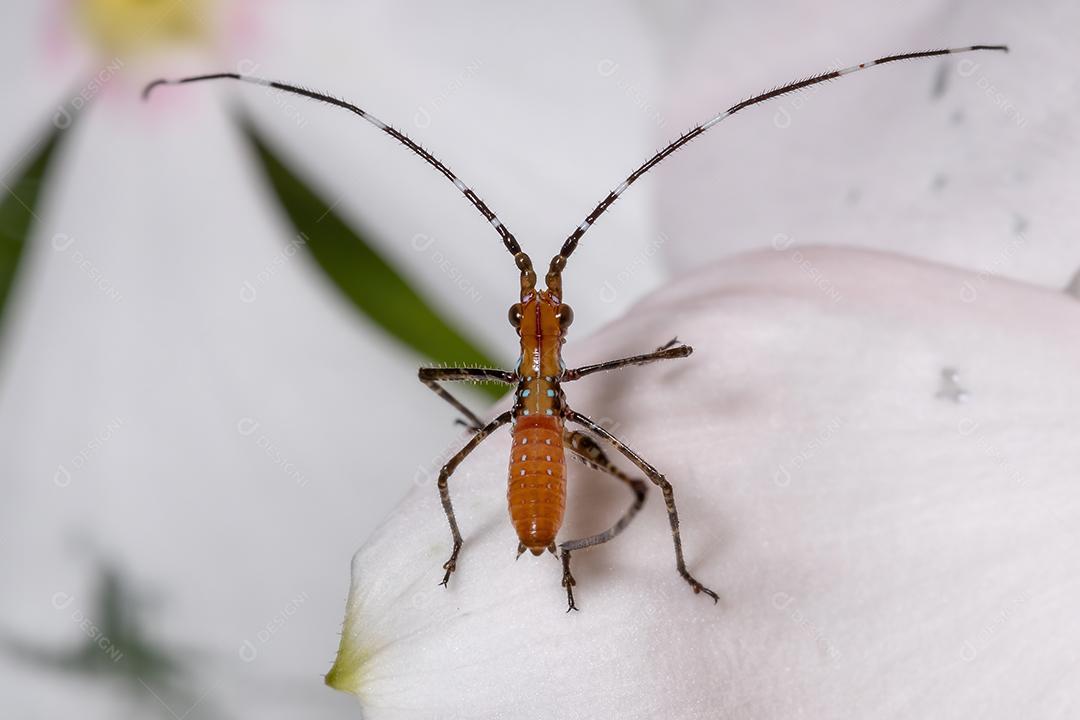 Folha Katydid Ninfa da Subfamília Phaneropterinae