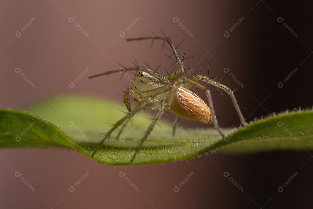 Aranha lince listrada da espécie Oxyopes salticus