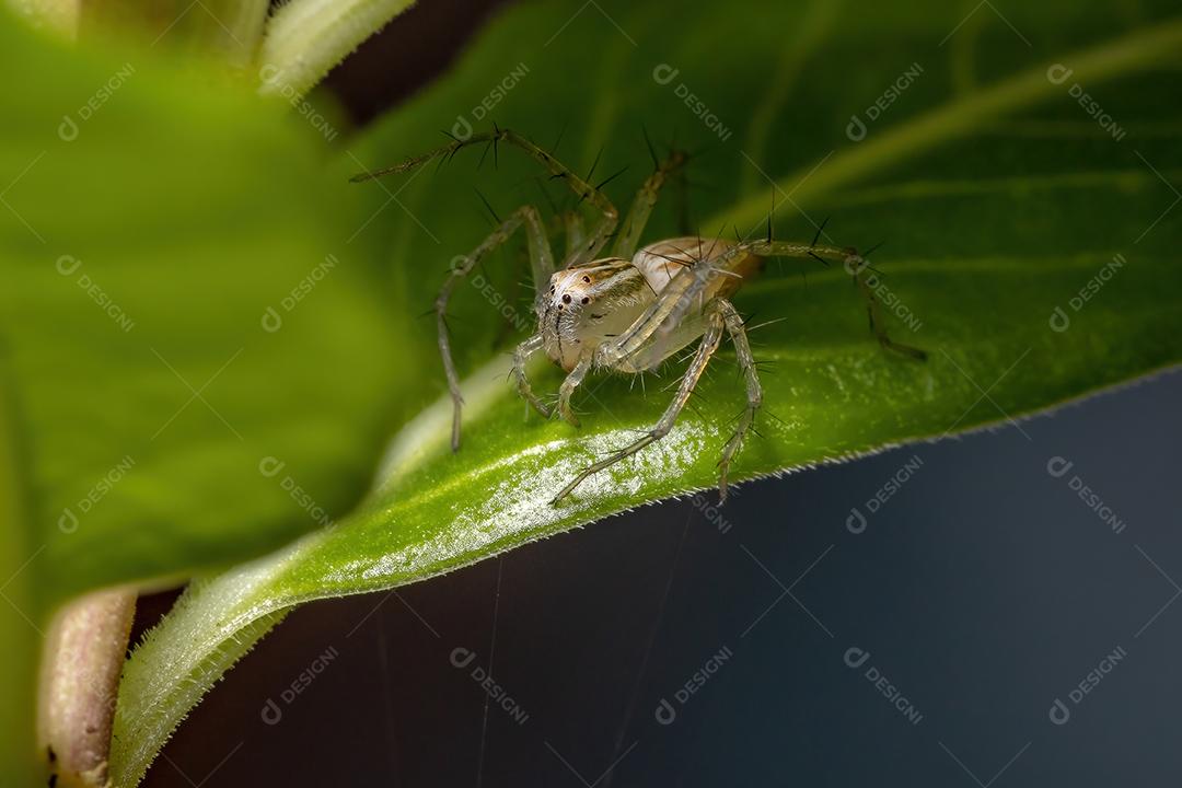 Aranha lince listrada da espécie Oxyopes salticus
