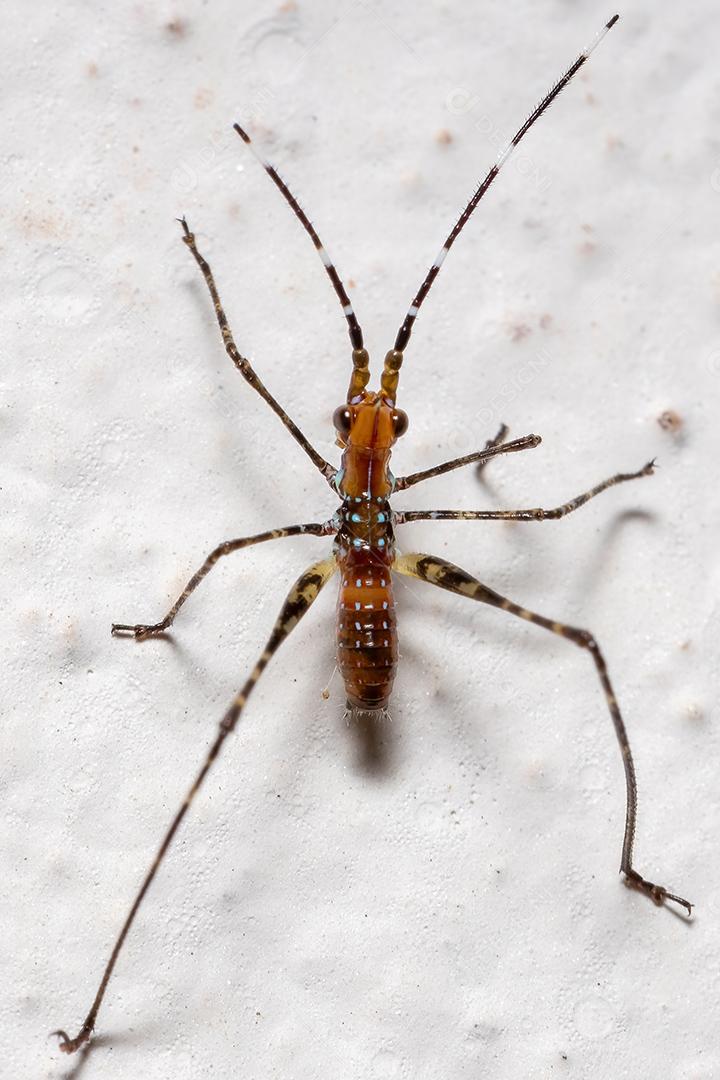 Folha Katydid Ninfa da Subfamília Phaneropterinae