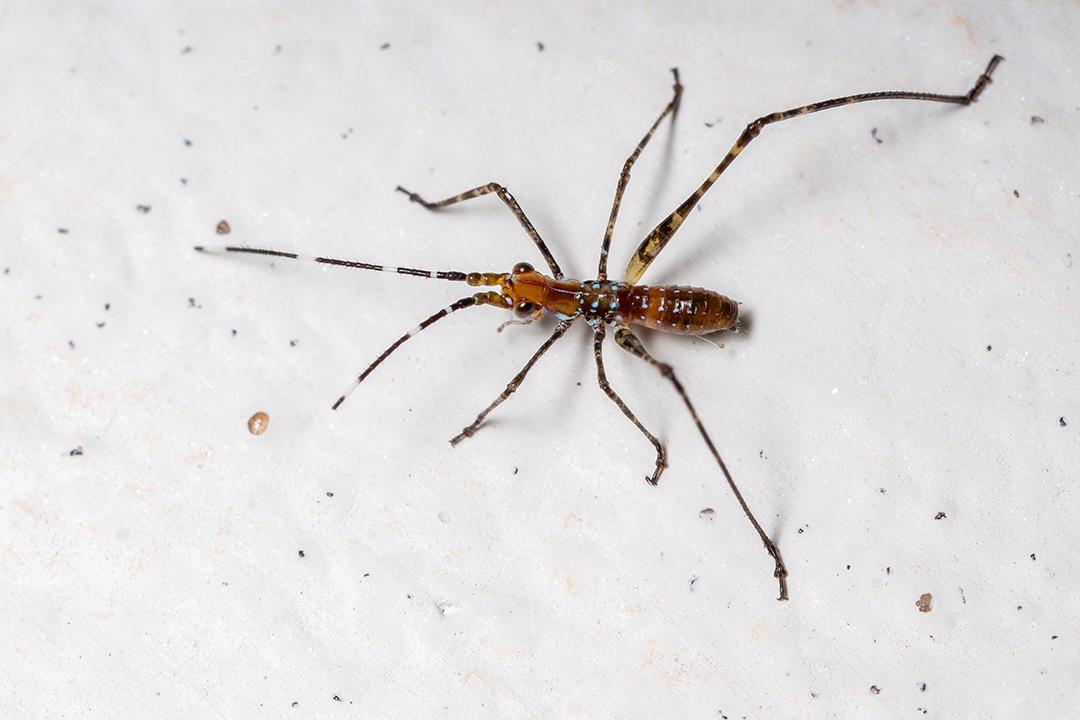 Folha Katydid Ninfa da Subfamília Phaneropterinae