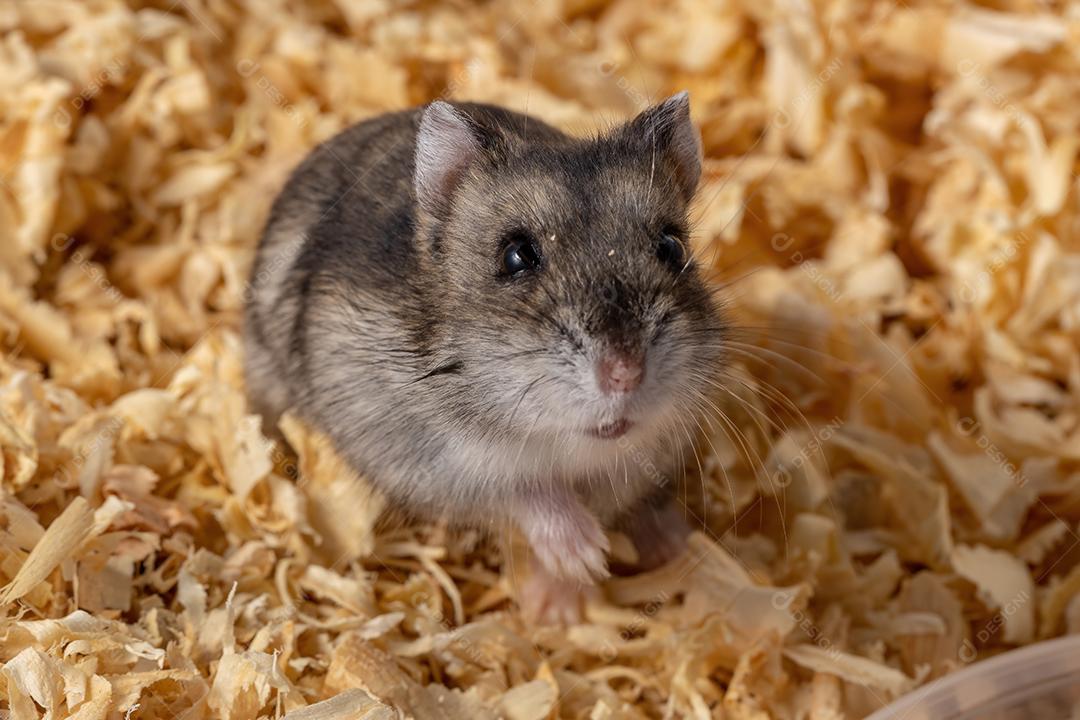 Hamster anão de Campbell da espécie Phodopus campbelli