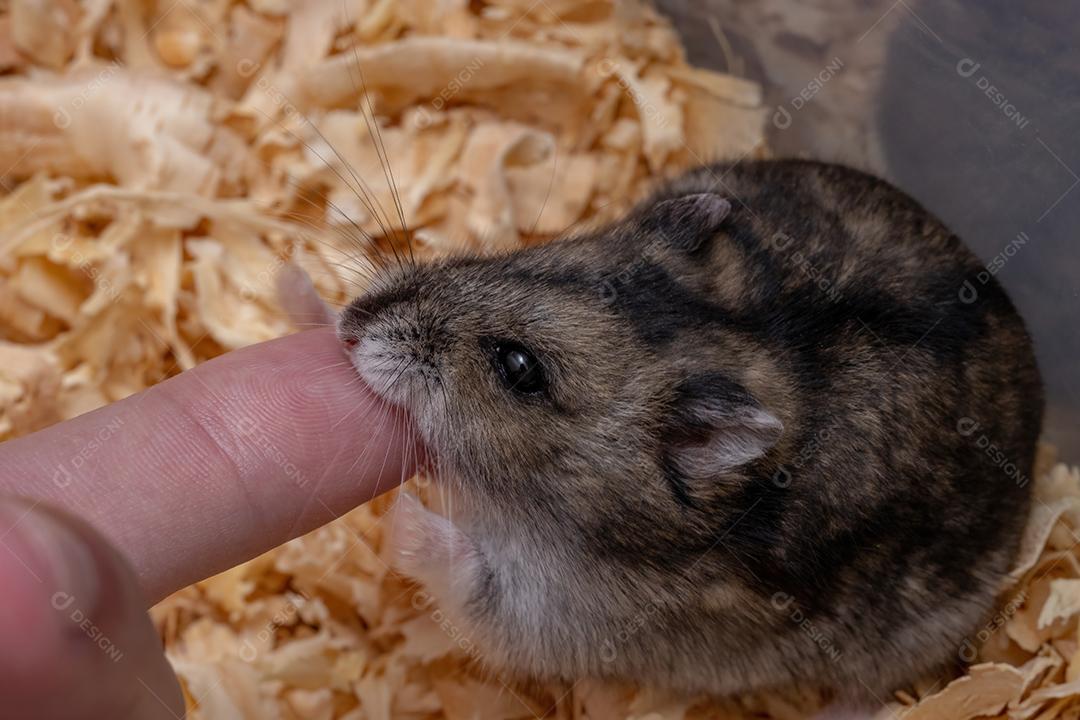 Hamster anão de Campbell da espécie Phodopus campbelli