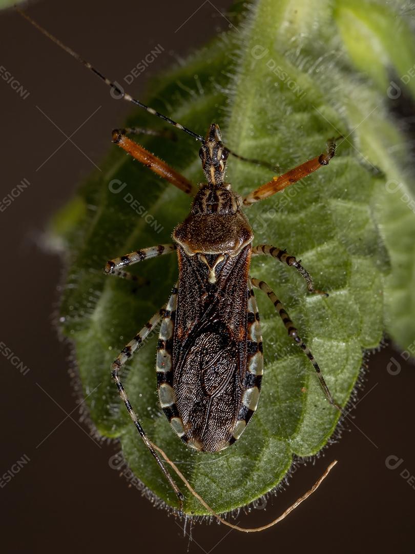 Inseto assassino adulto da espécie Cosmoclopius nigroannulatus