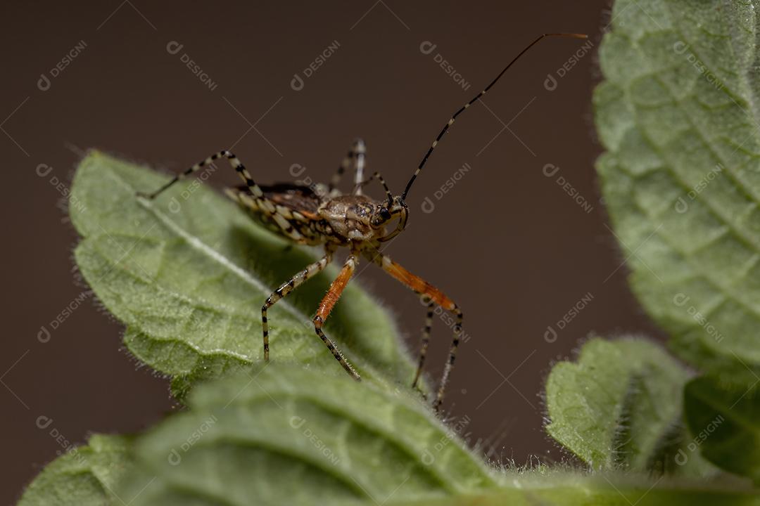 Inseto assassino adulto da espécie Cosmoclopius nigroannulatus