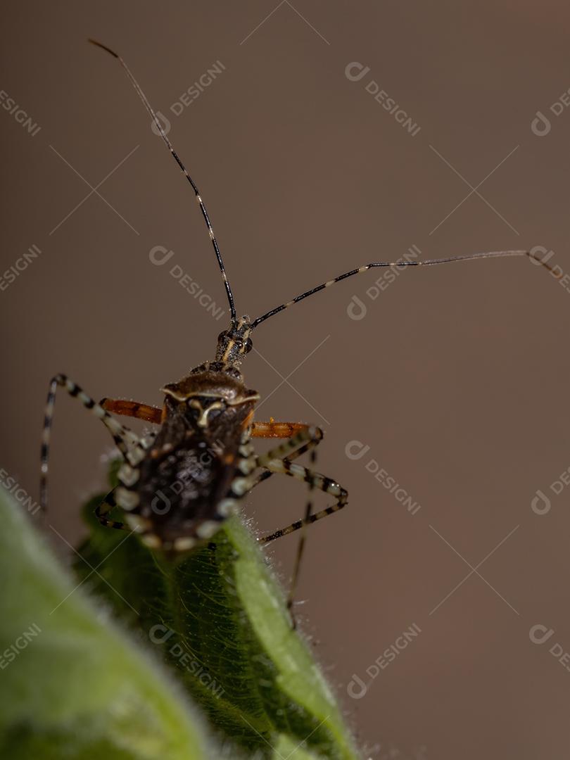 Inseto assassino adulto da espécie Cosmoclopius nigroannulatus