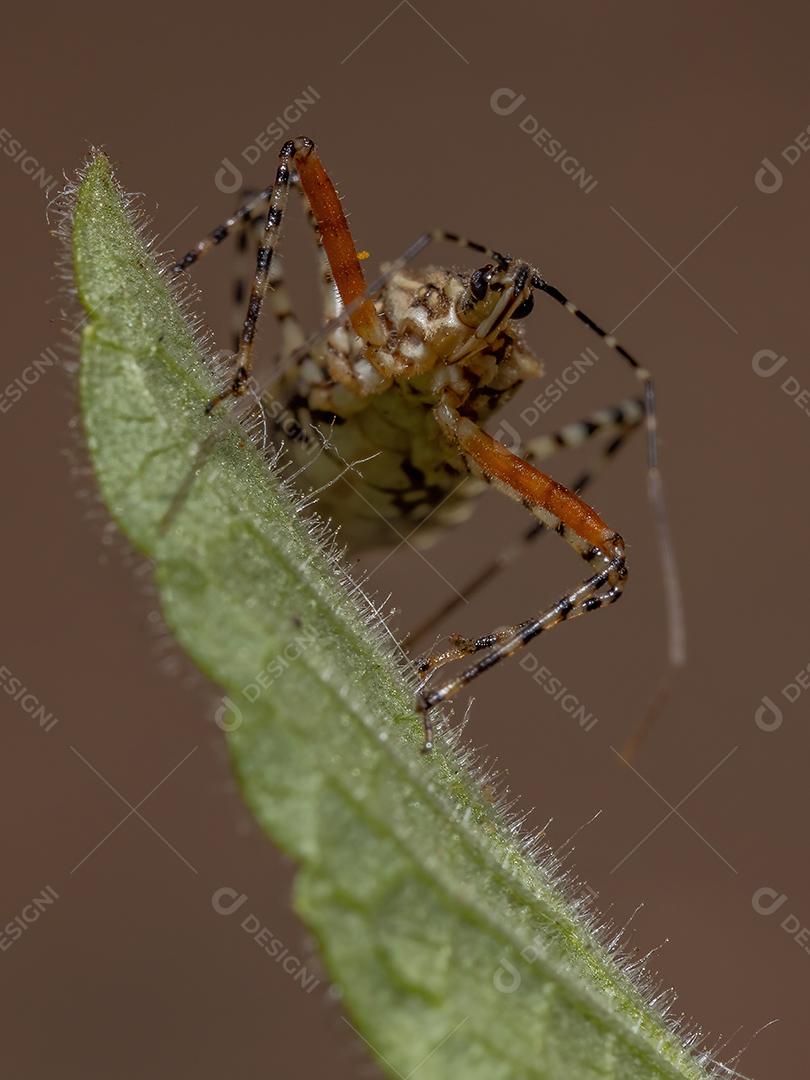 Inseto assassino adulto da espécie Cosmoclopius nigroannulatus