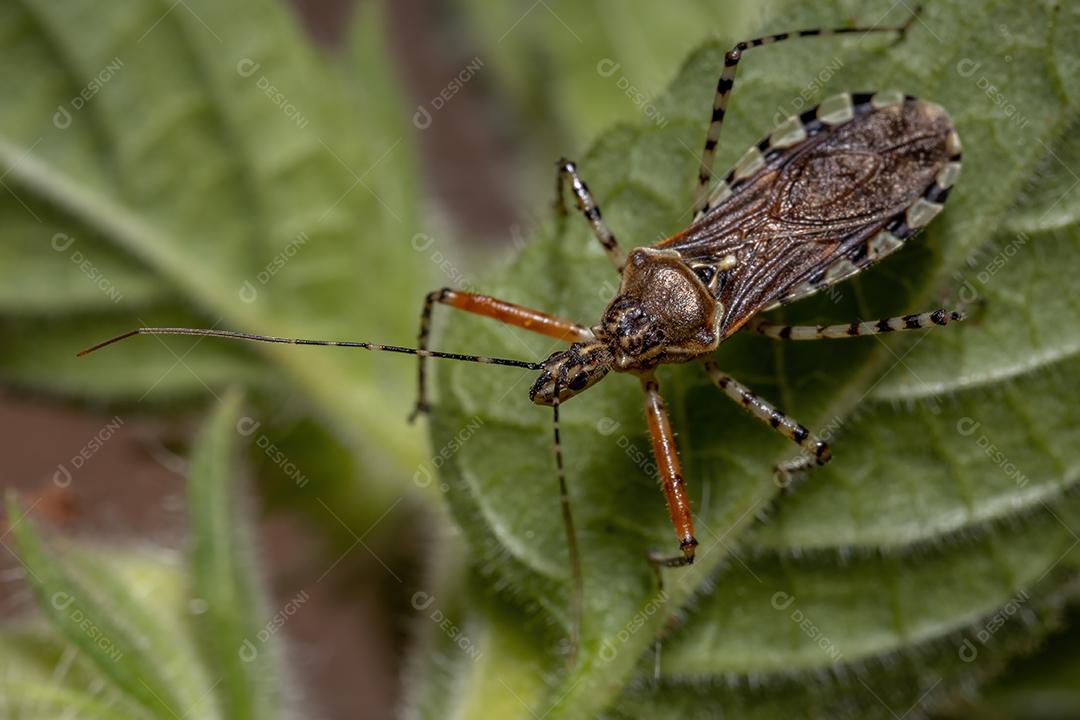 Inseto assassino adulto da espécie Cosmoclopius nigroannulatus