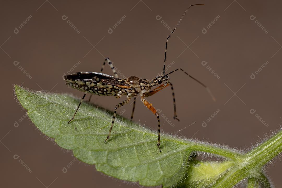 Inseto assassino adulto da espécie Cosmoclopius nigroannulatus