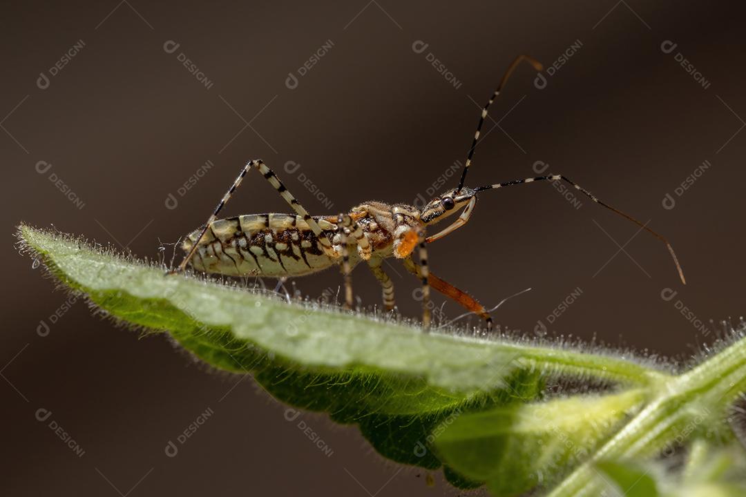 Inseto assassino adulto da espécie Cosmoclopius nigroannulatus