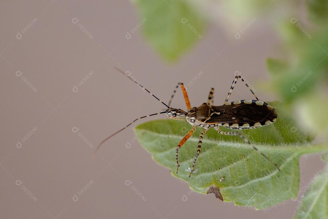 Inseto assassino adulto da espécie Cosmoclopius nigroannulatus