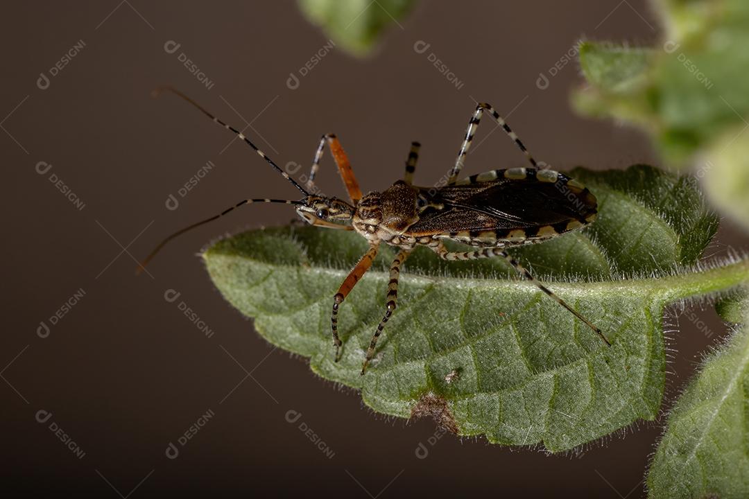 Inseto assassino adulto da espécie Cosmoclopius nigroannulatus