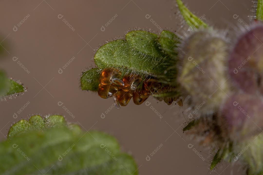 Ovos laranja True Bugs da Subordem Heteroptera