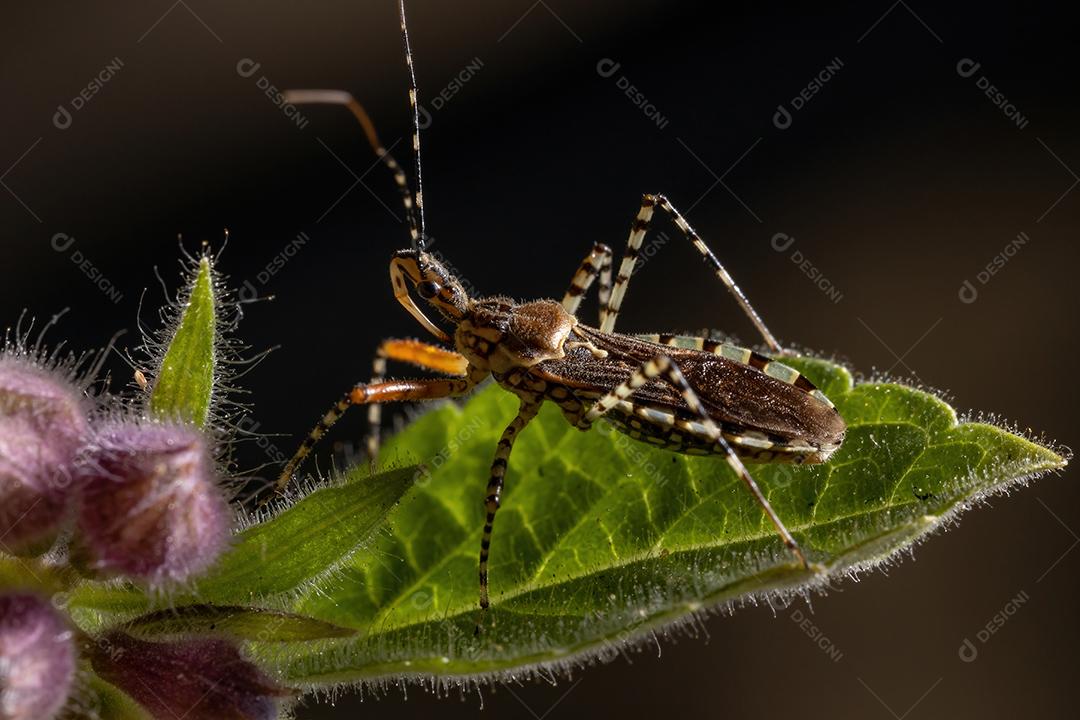 Inseto assassino adulto da espécie Cosmoclopius nigroannulatus